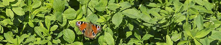 Alfalfa og Sommerfugl 